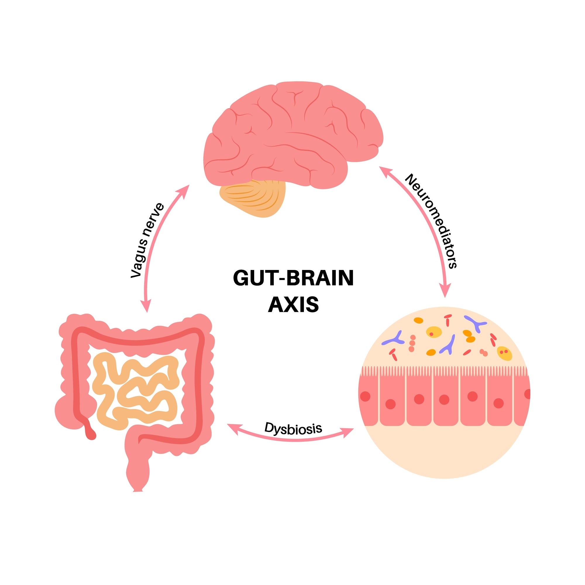 Hình ảnh về Gut-Brain Axis diagram