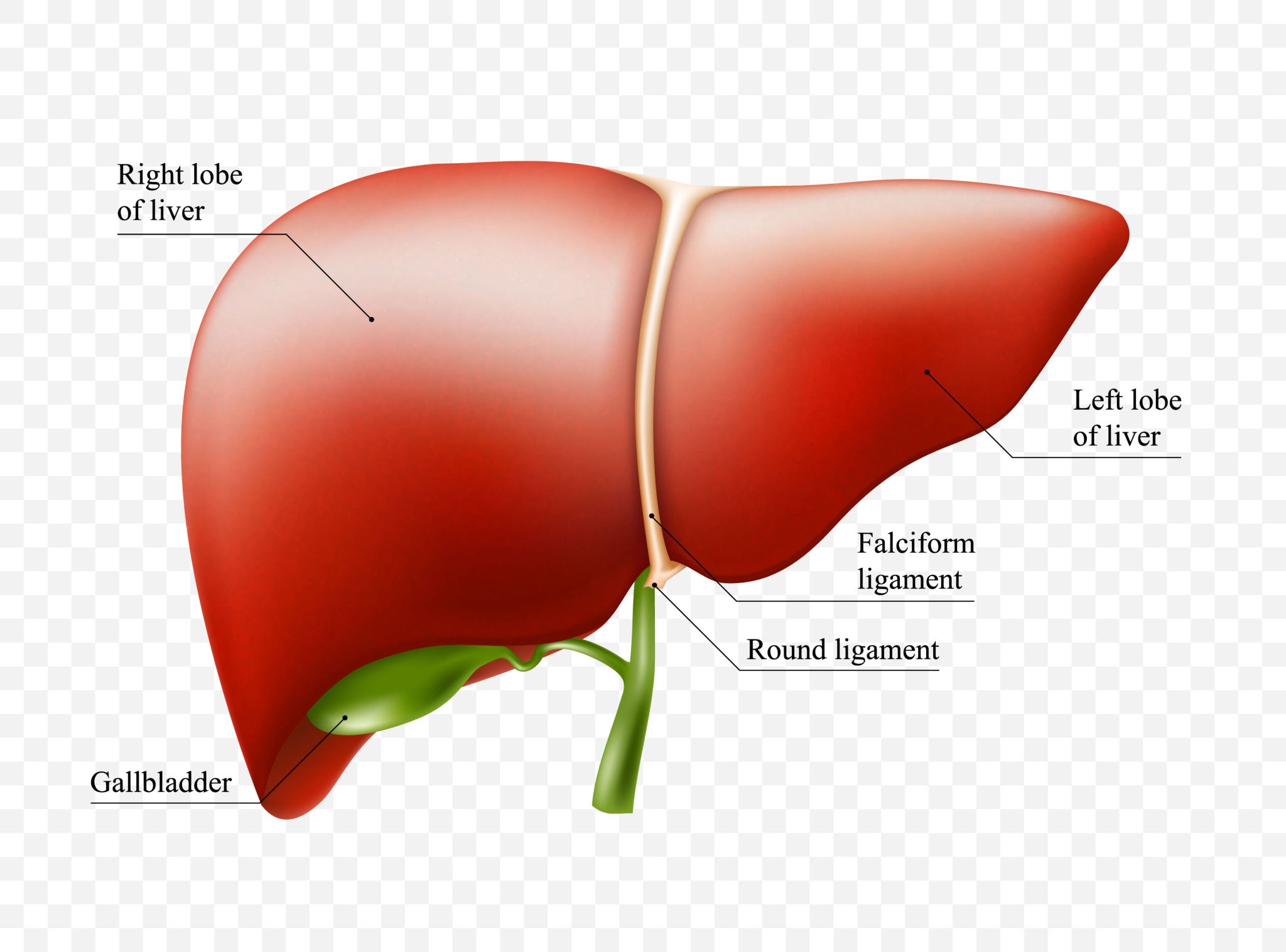 Hình ảnh về the human liver