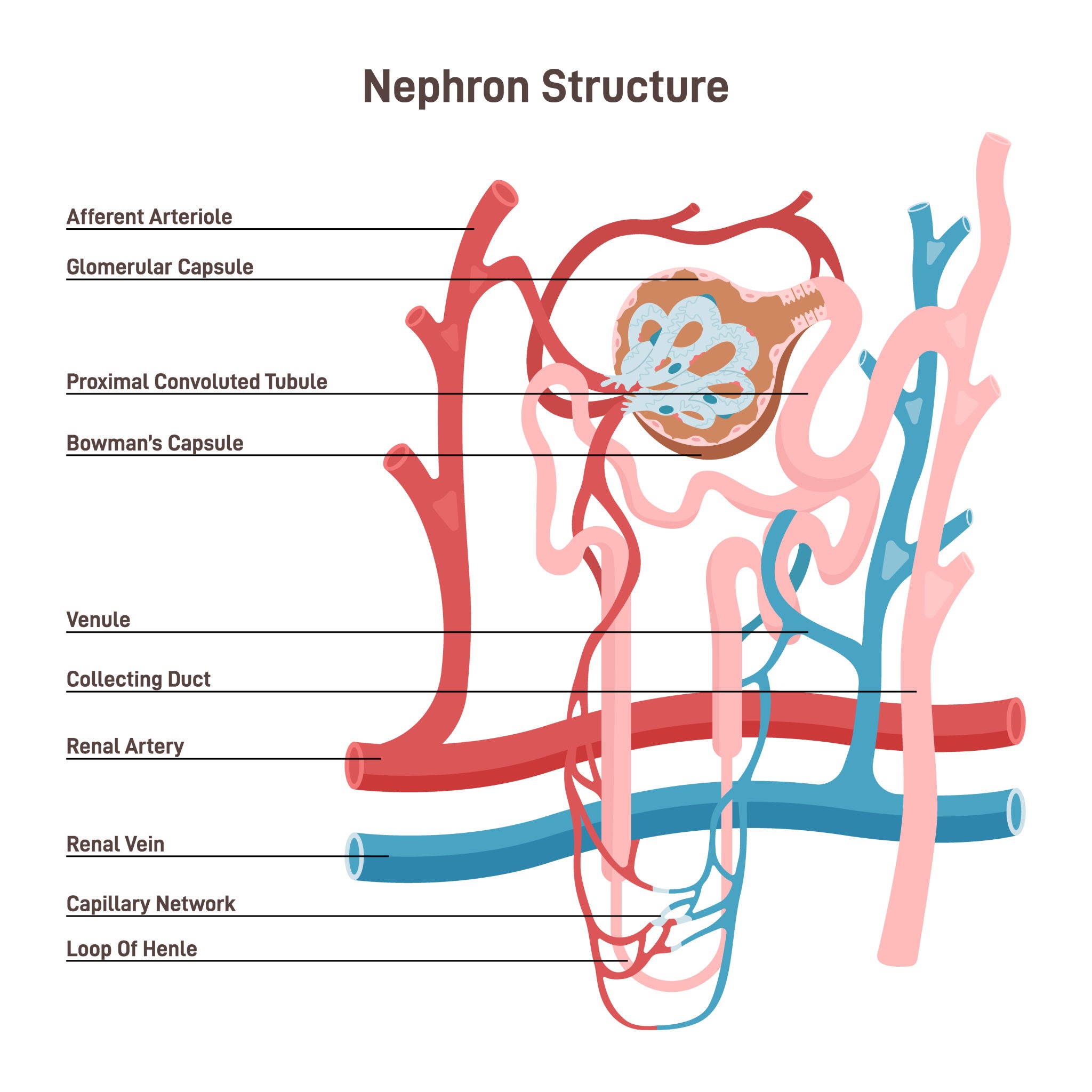 Hình ảnh về human kidney filtering blood